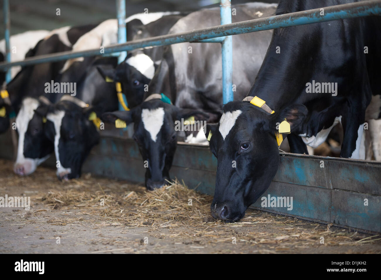 cows feeding in large cowshed on a farm Stock Photo