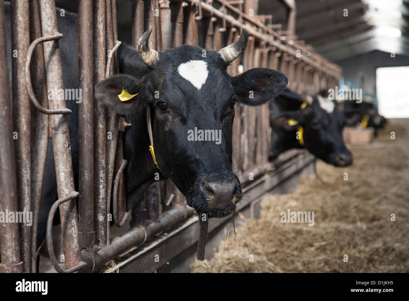 cows feeding in large cowshed on a farm Stock Photo