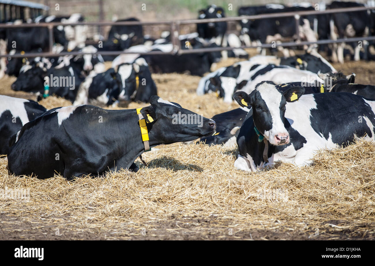 Milk cows lying on the ground having a rest on a farm Stock Photo