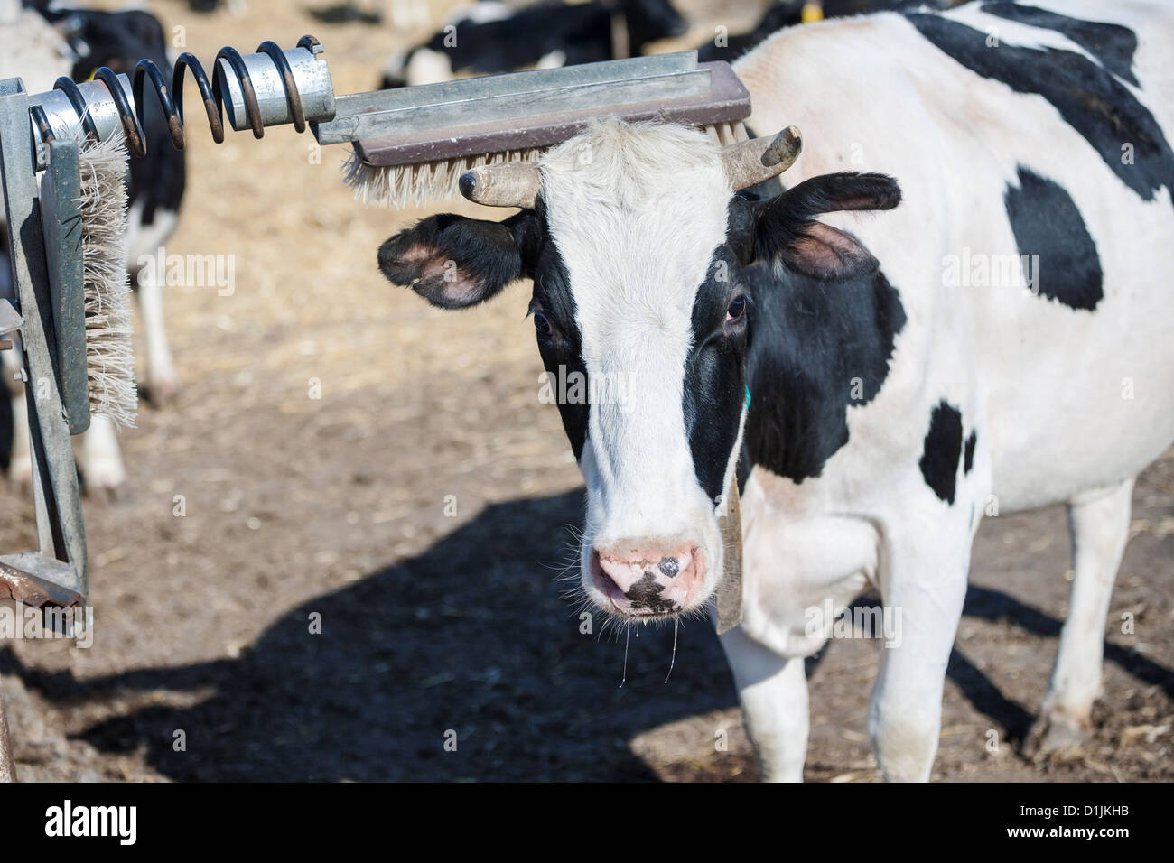 Cow scratches her horn while having a rest on a farm Stock Photo