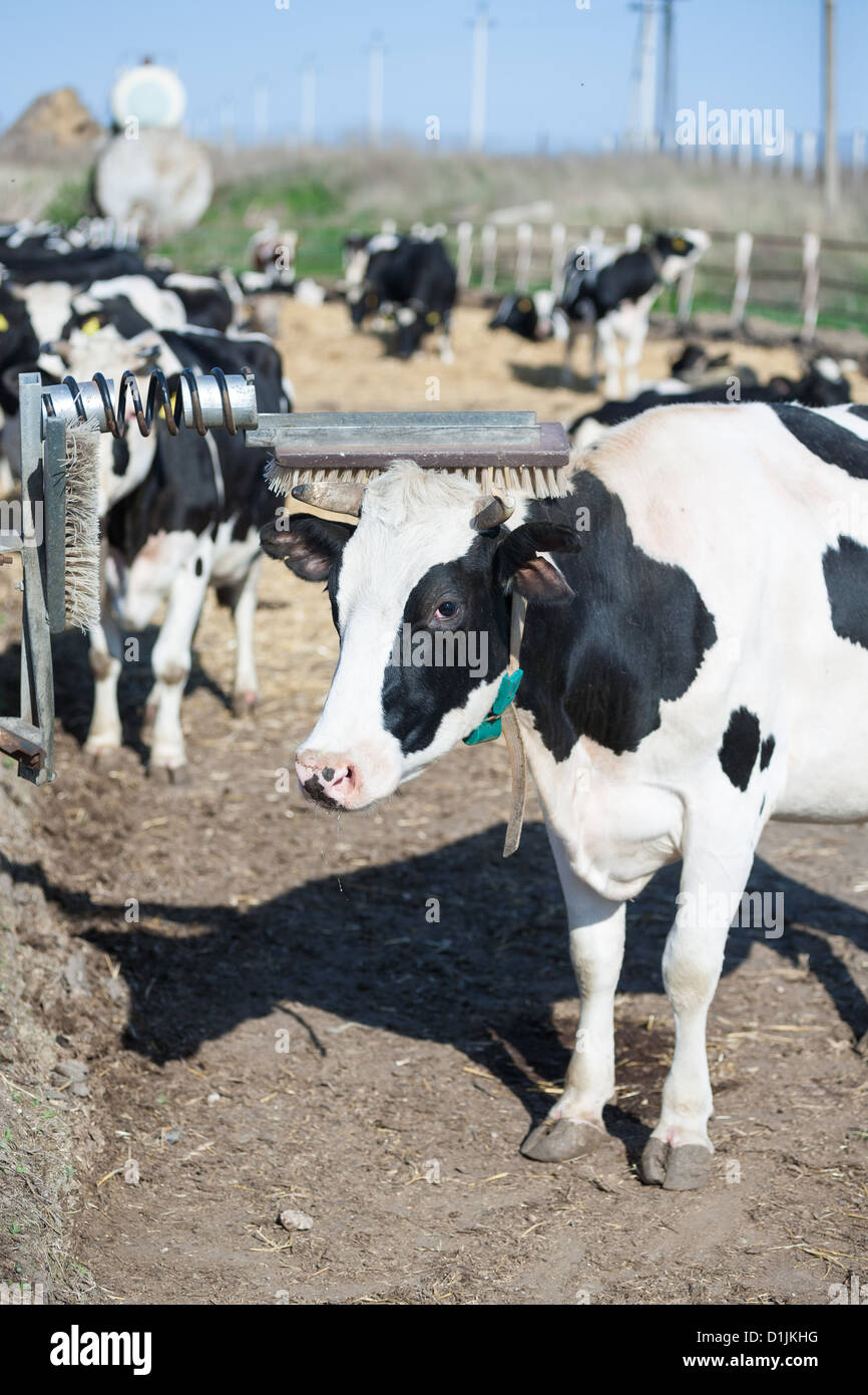 Cow scratches her horn while having a rest on a farm Stock Photo