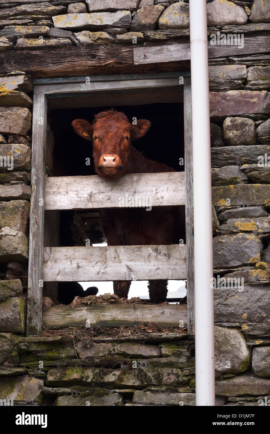 Brown cow looking down out of upstairs opening in old barn wall, Little Langdale, Lake District, Cumbria, England, UK. Stock Photo