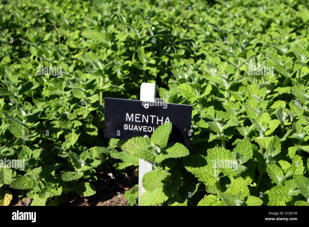 Apple mint in the herb garden Mentha suaveolens sign in herbs bed, growing herbs mint growing in garden Stock Photo