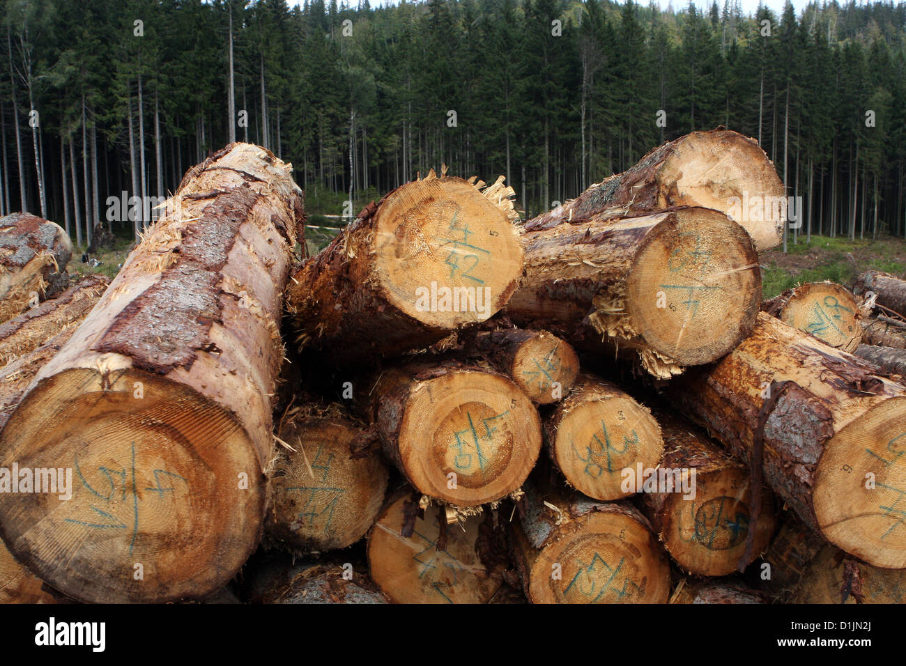 Felled trees in the forest,stumpage, timber harvest, harvesting forest