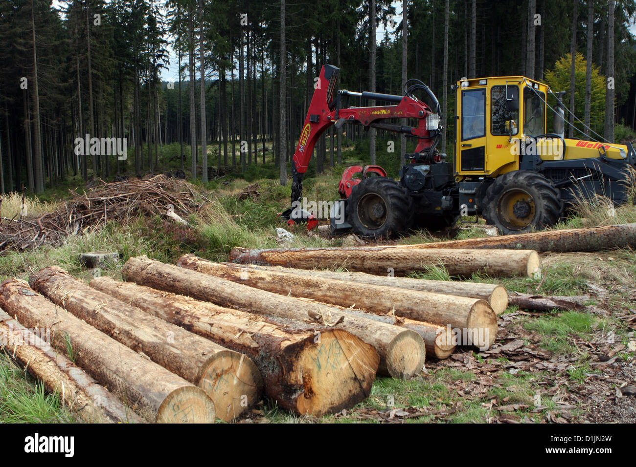 Felled trees in the forest, stumpage, timber harvest, harvesting forest