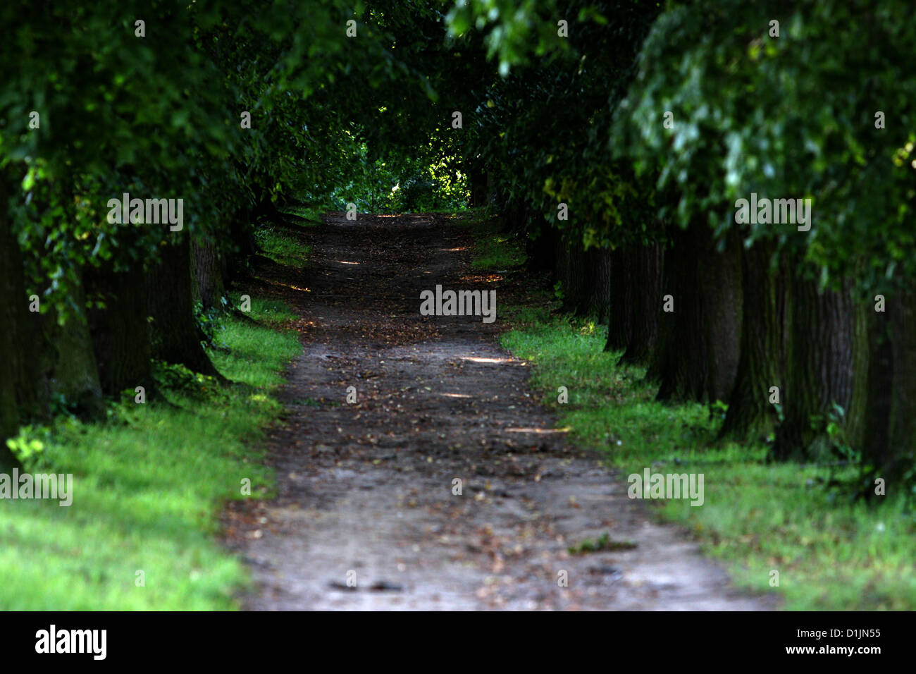 Linden Alley in the country Stock Photo