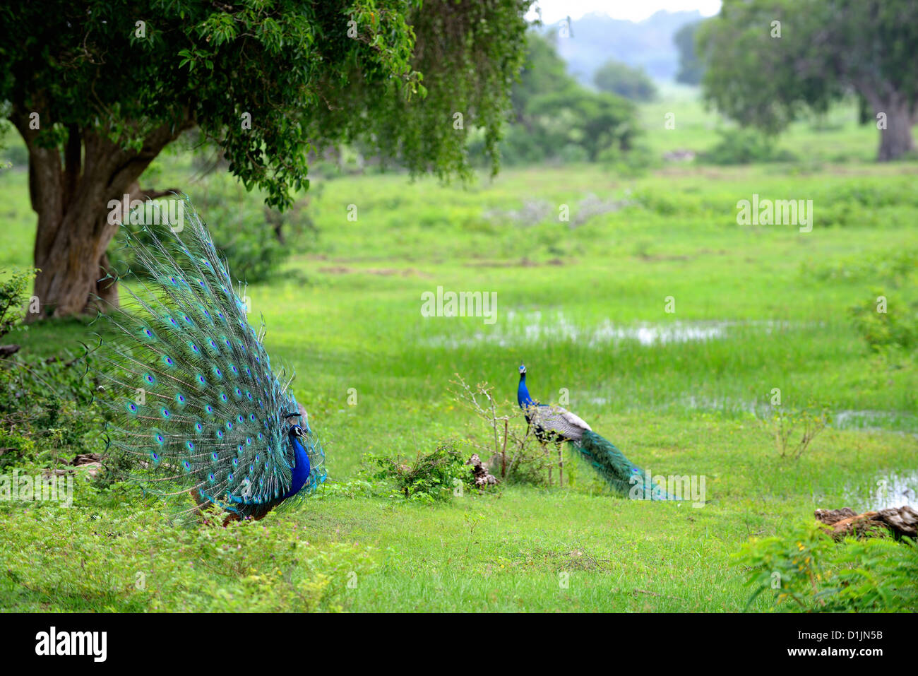 peacock. A bird in the wild. The national Park of Sri Lanka Stock Photo