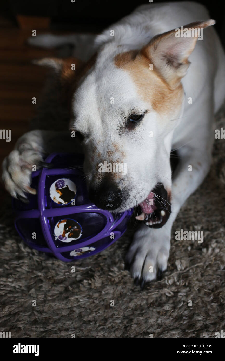 Chewing a toy hires stock photography and images Alamy