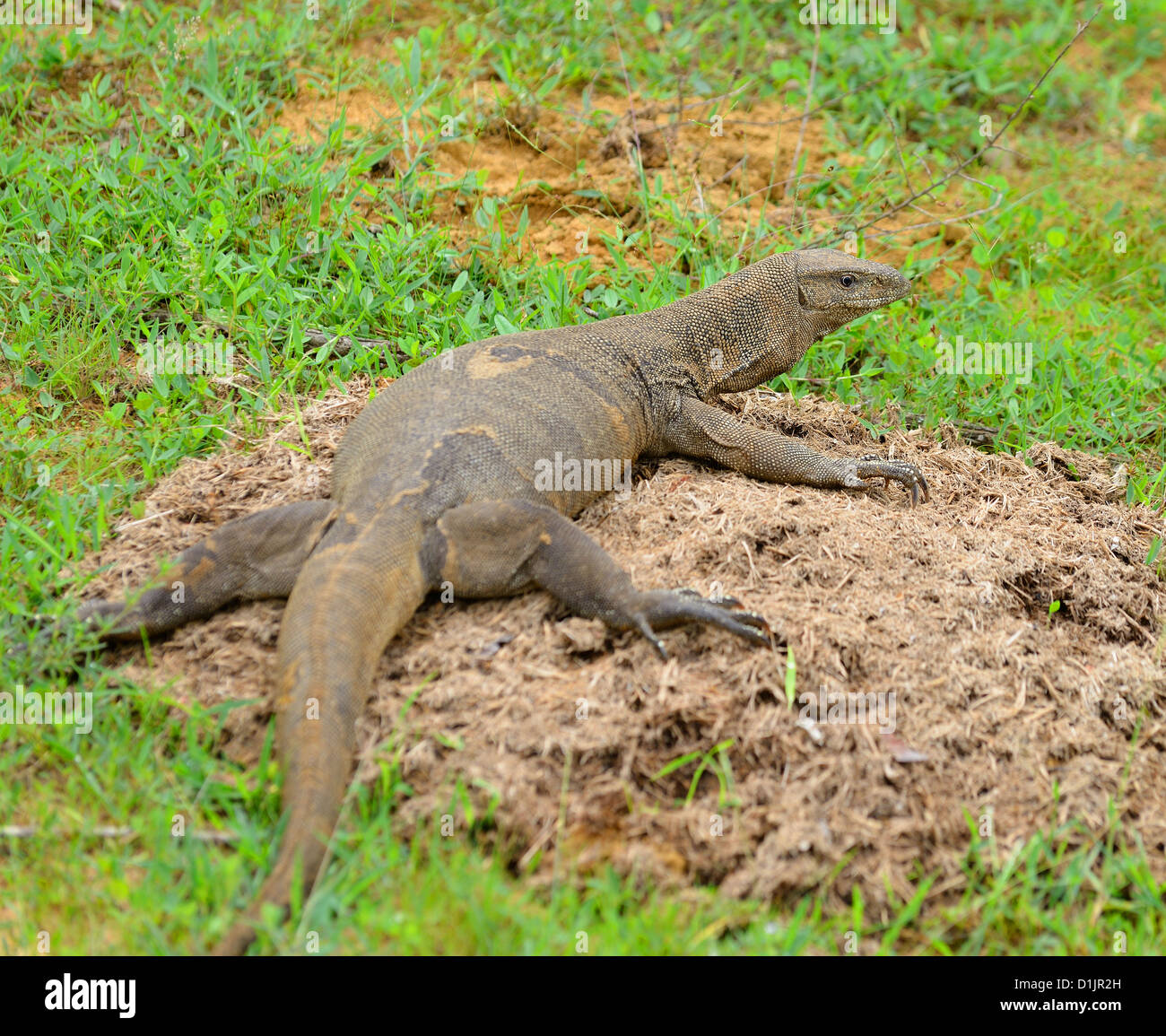Varan is wildlife. Animals country Sri Lanka Stock Photo - Alamy Varan is wildlife. Animals country Sri Lanka Stock Photo - Alamy