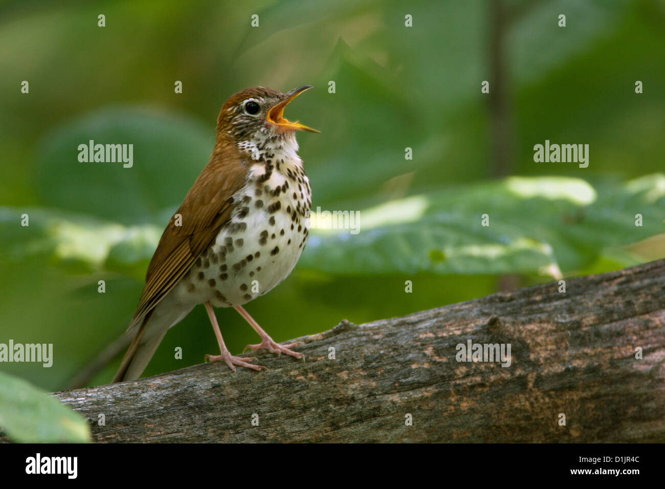 Wood Thrush singing birds bird songbird songbirds Ornithology Science Nature Wildlife Environment thrushes Stock Photo