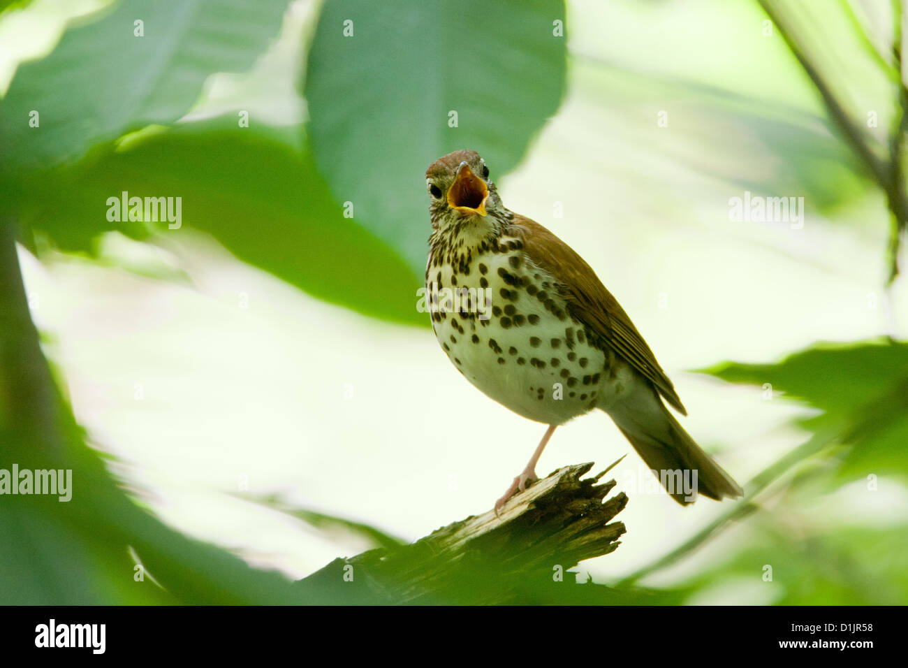 Wood Thrush singing birds bird songbird songbirds Ornithology Science Nature Wildlife Environment thrushes Stock Photo