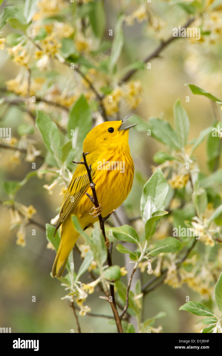 Yellow Warbler singing in Olive Tree - vertical birds bird songbird songbirds Ornithology Science Nature Wildlife Environment warblers Stock Photo