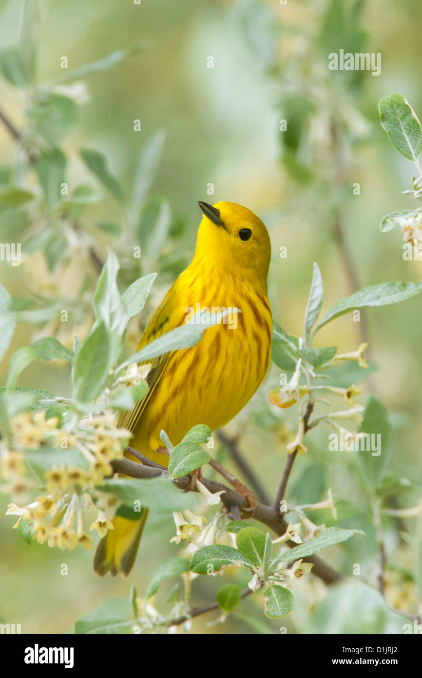 Yellow Warbler perched in Olive Tree - vertical birds bird songbird songbirds Ornithology Science Nature Wildlife Environment warblers Stock Photo