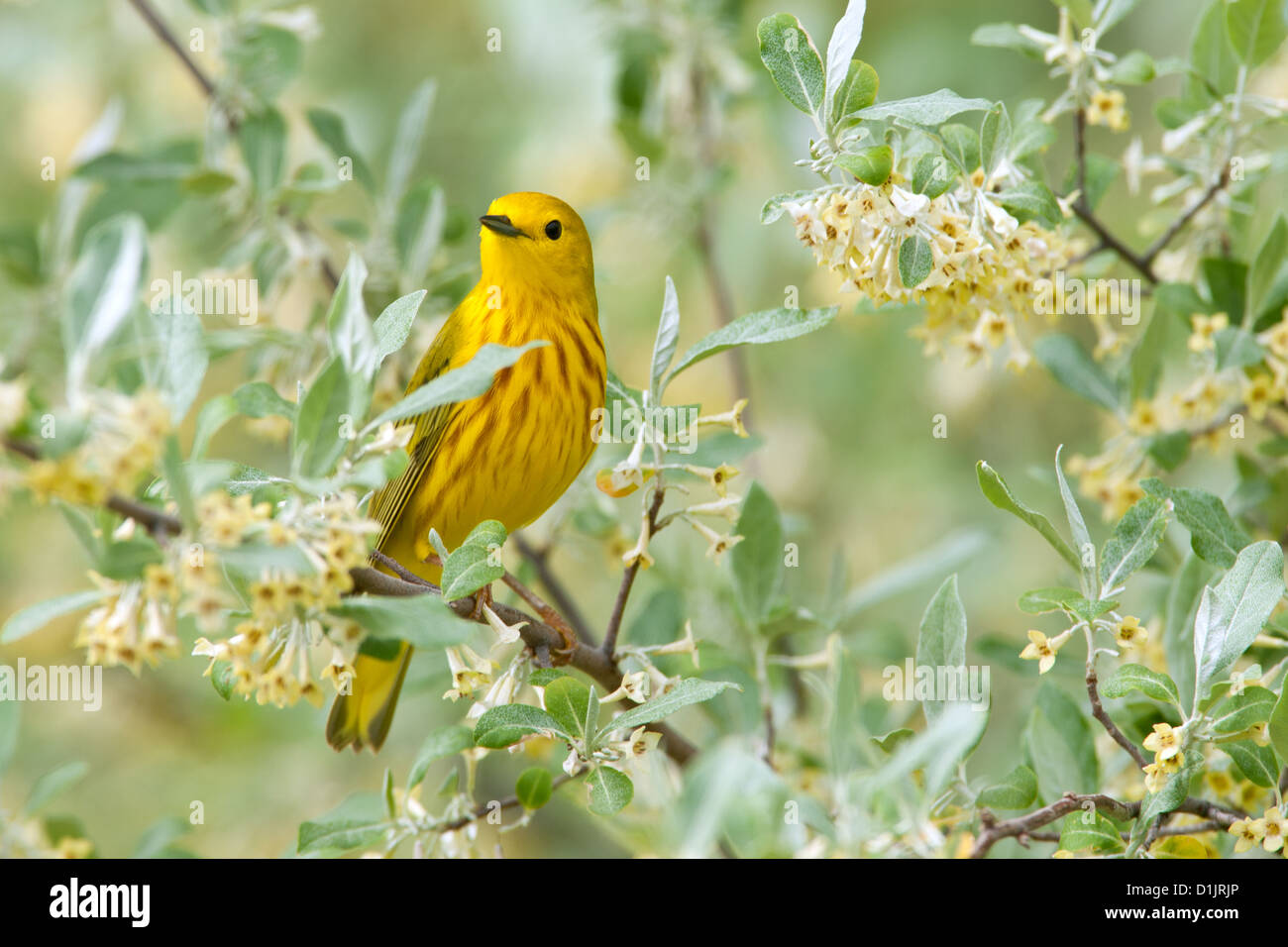 Yellow Warbler perched in Olive Tree birds bird songbird songbirds Ornithology Science Nature Wildlife Environment warblers Stock Photo
