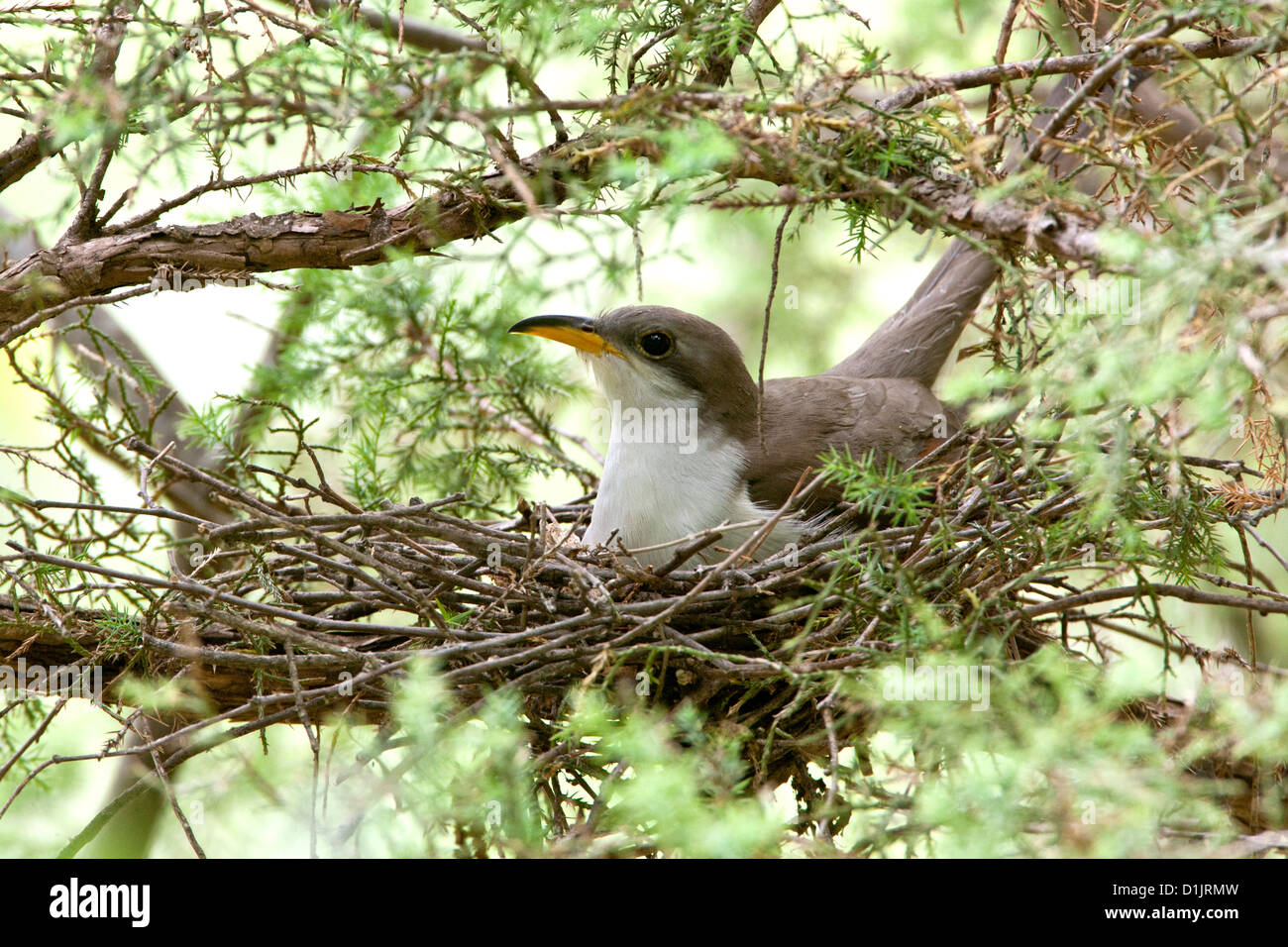 Yellow-billed Cuckoo on nest bird's nest bird nests birds songbird songbirds Ornithology Science Nature Wildlife Environment cuckoos Stock Photo