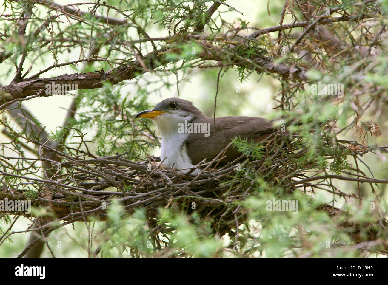 Yellowbilled Cuckoo on nest bird's nest bird nests birds songbird songbirds Ornithology Science