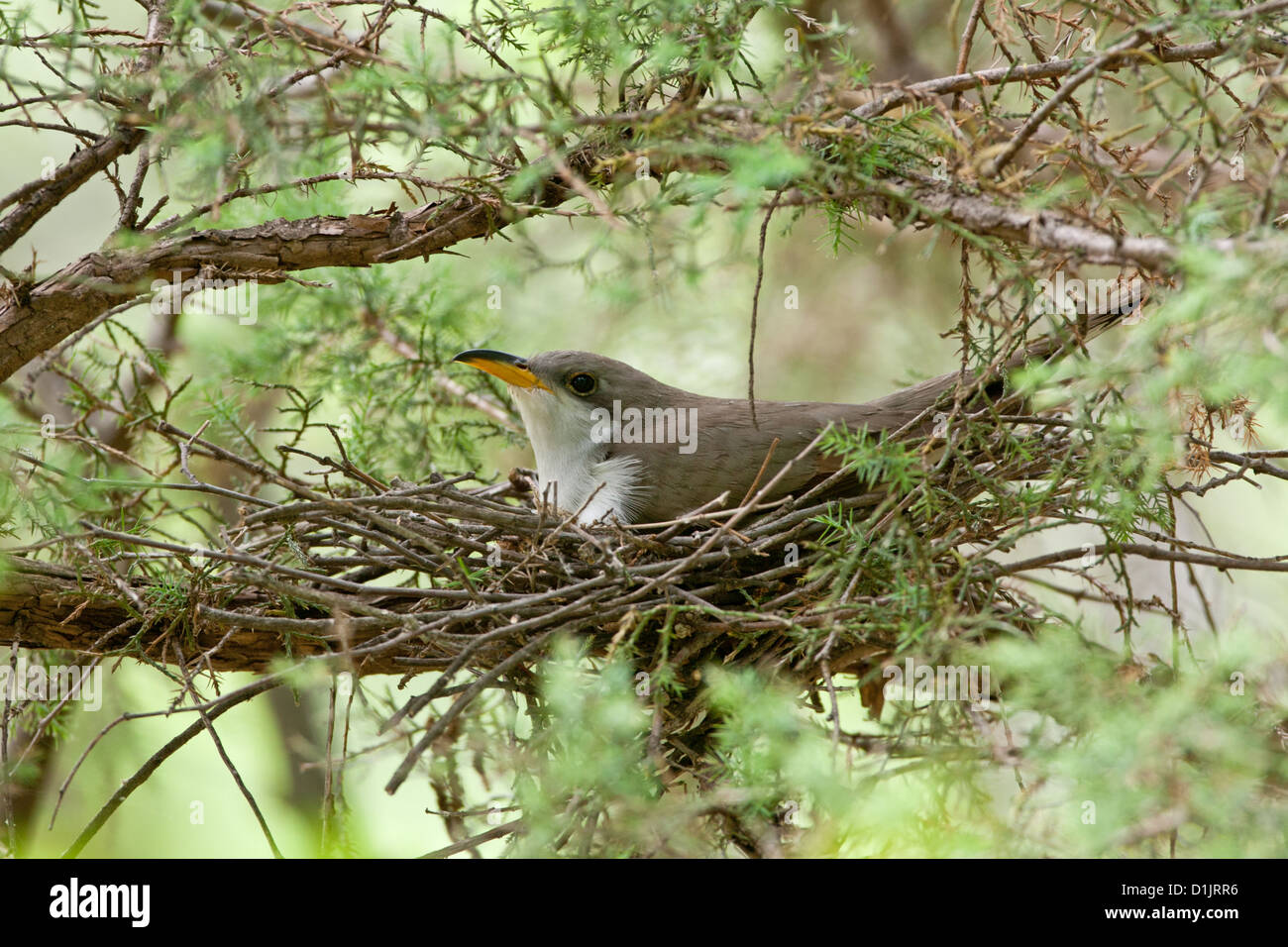 Yellow-billed Cuckoo on bird's nest bird nests birds songbird songbirds Ornithology Science Nature Wildlife Environment cuckoos Stock Photo