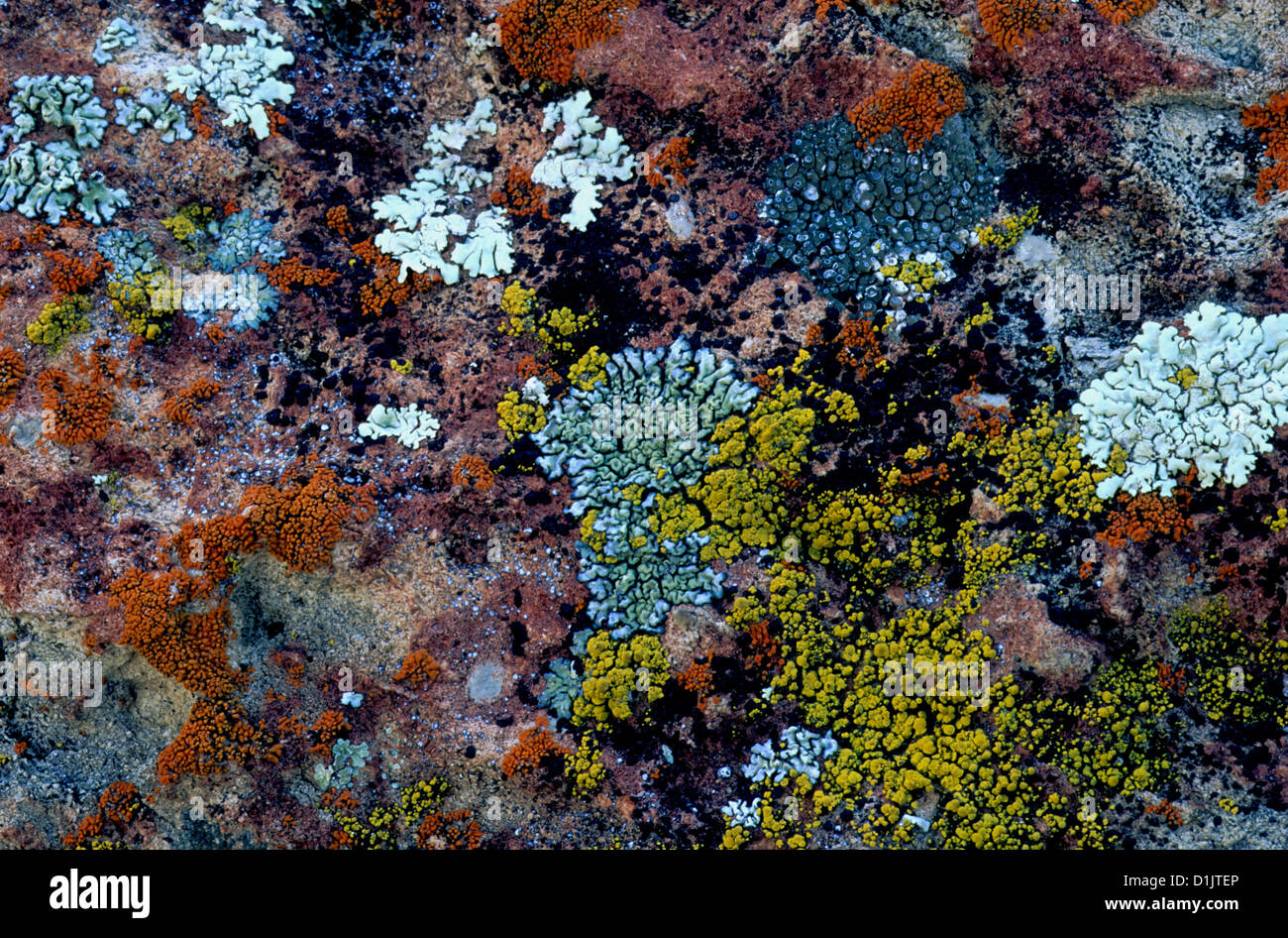 Lichens growing on rock Stock Photo