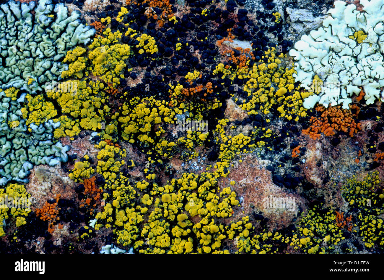 Lichens growing on rock Stock Photo