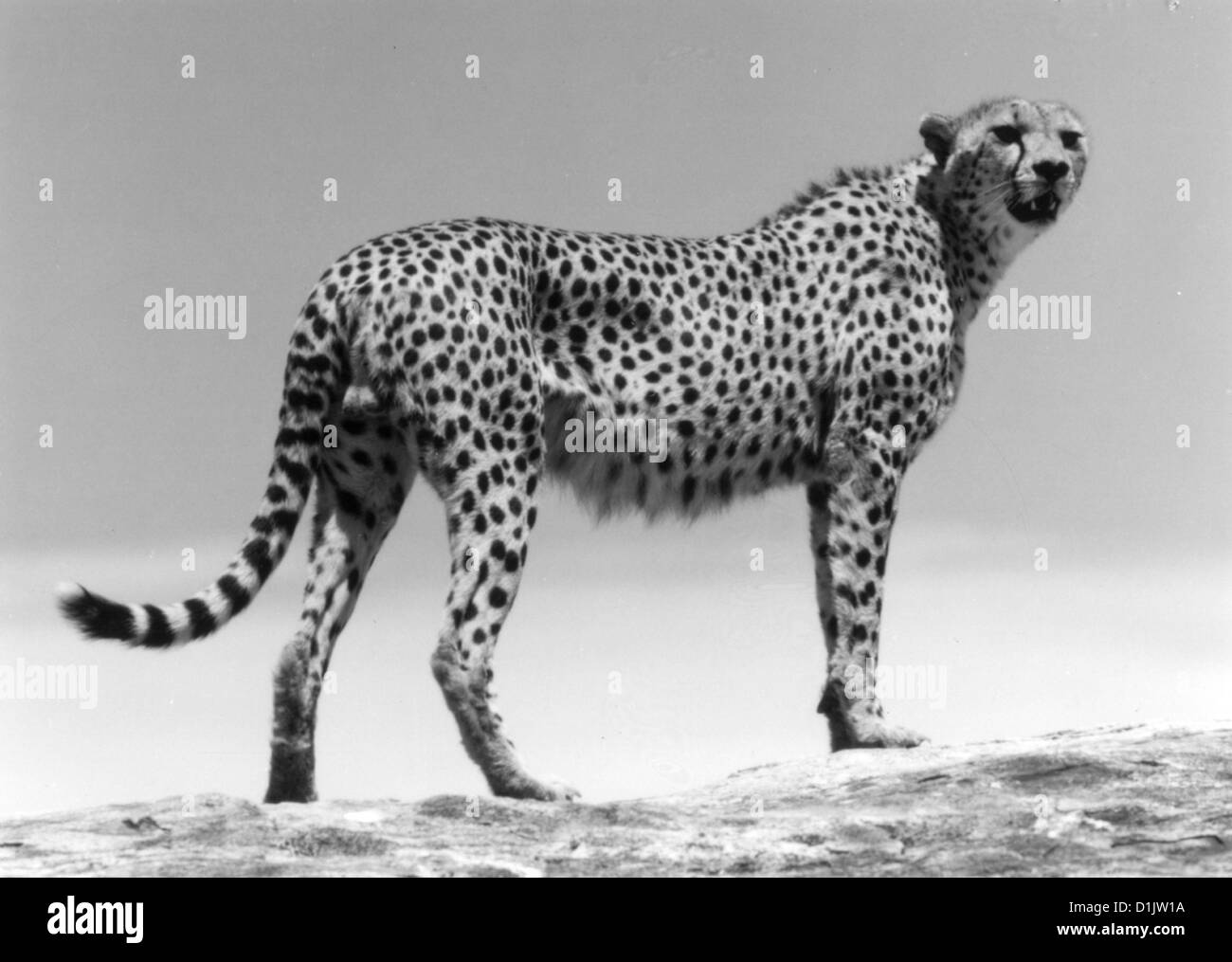 Zaertliche Bestien - Geparde In Der Serengeti   Cheetahs: The Winning Streak   Szenenbild  Discovery Channel Stock Photo