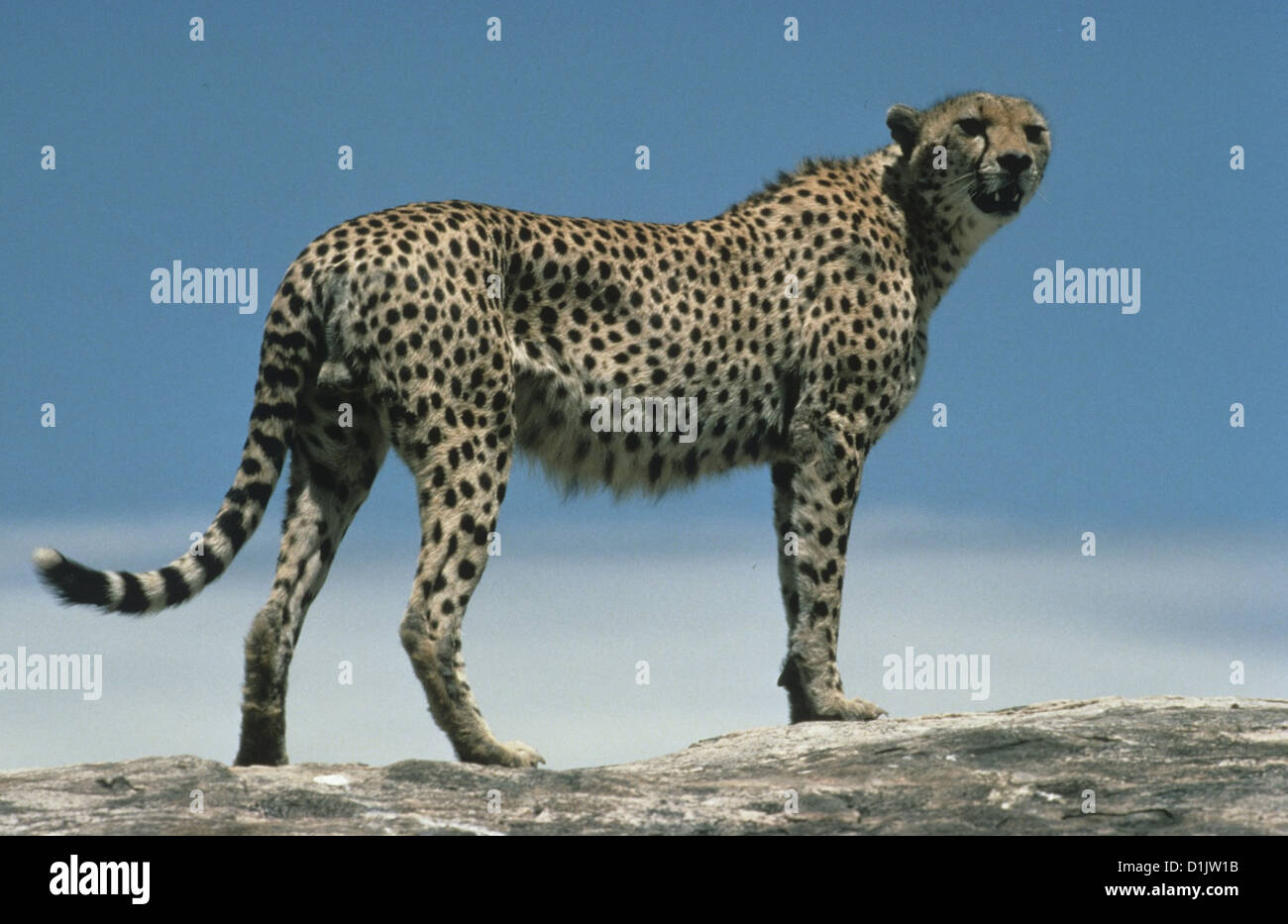 Zaertliche Bestien - Geparde In Der Serengeti   Cheetahs: The Winning Streak   Szenenbild  Discovery Channel Stock Photo