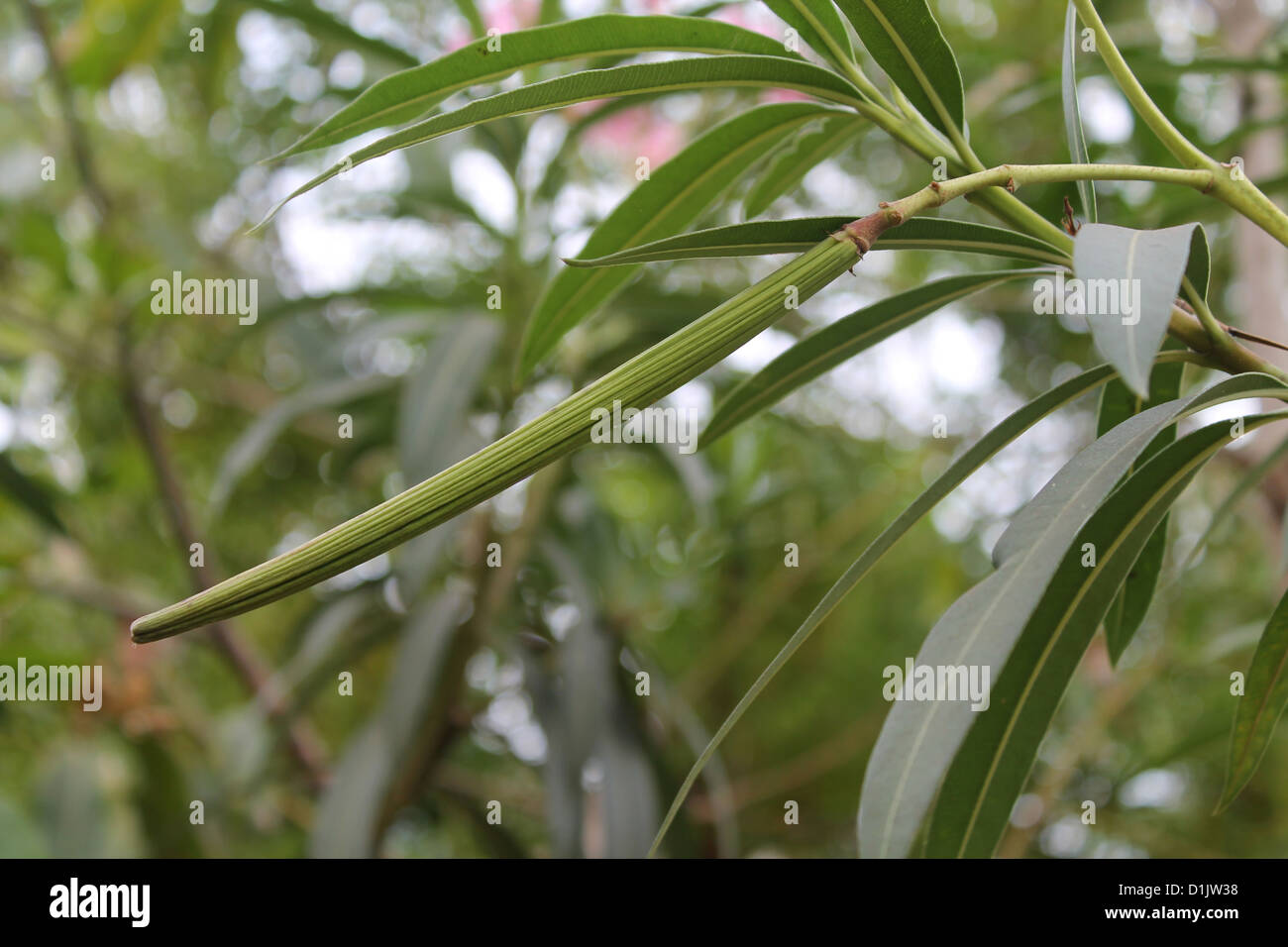 Fruit of Nerium Oleander Stock Photo - Alamy