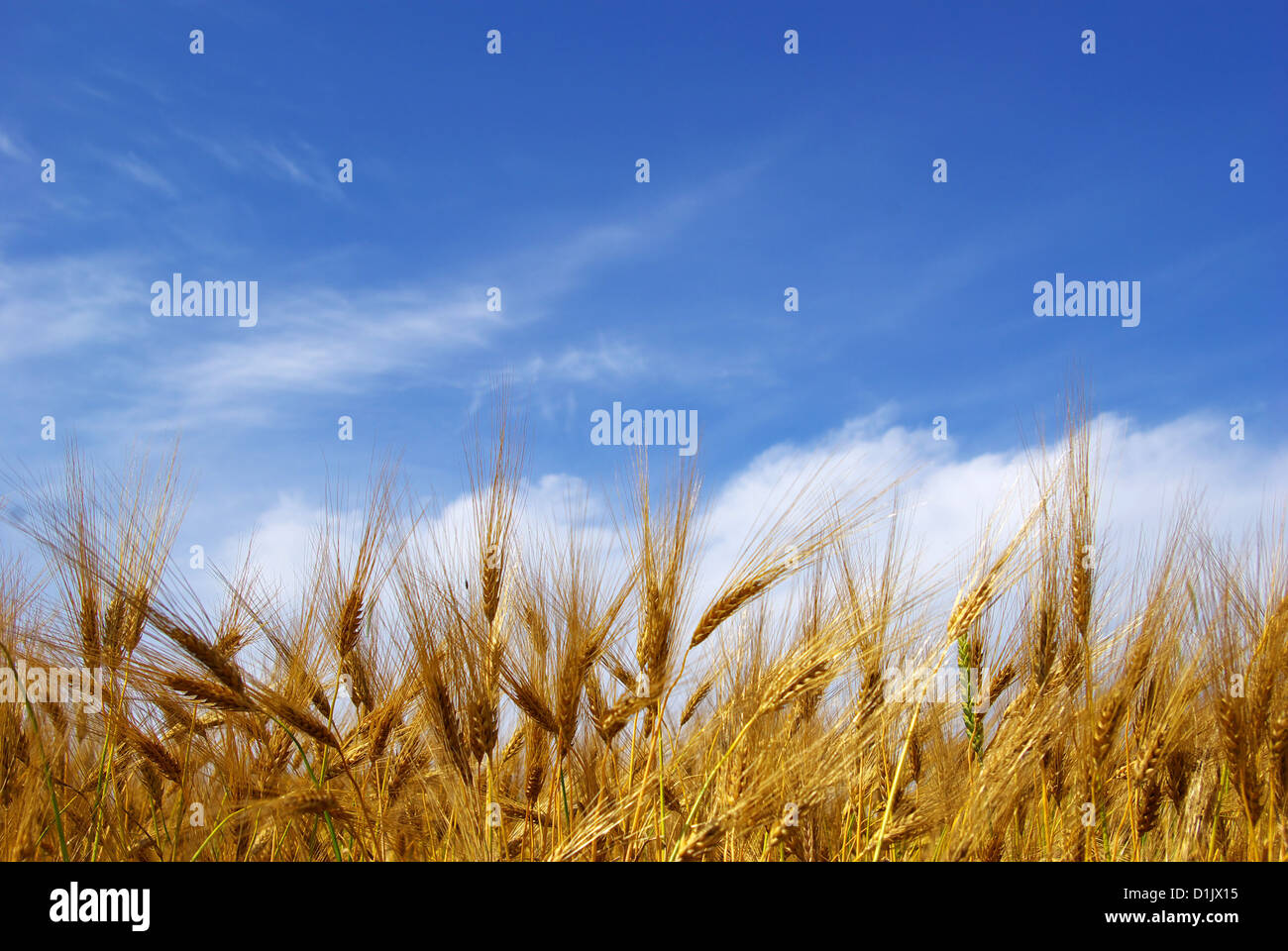 Wheat ears against the blue sky Stock Photo - Alamy