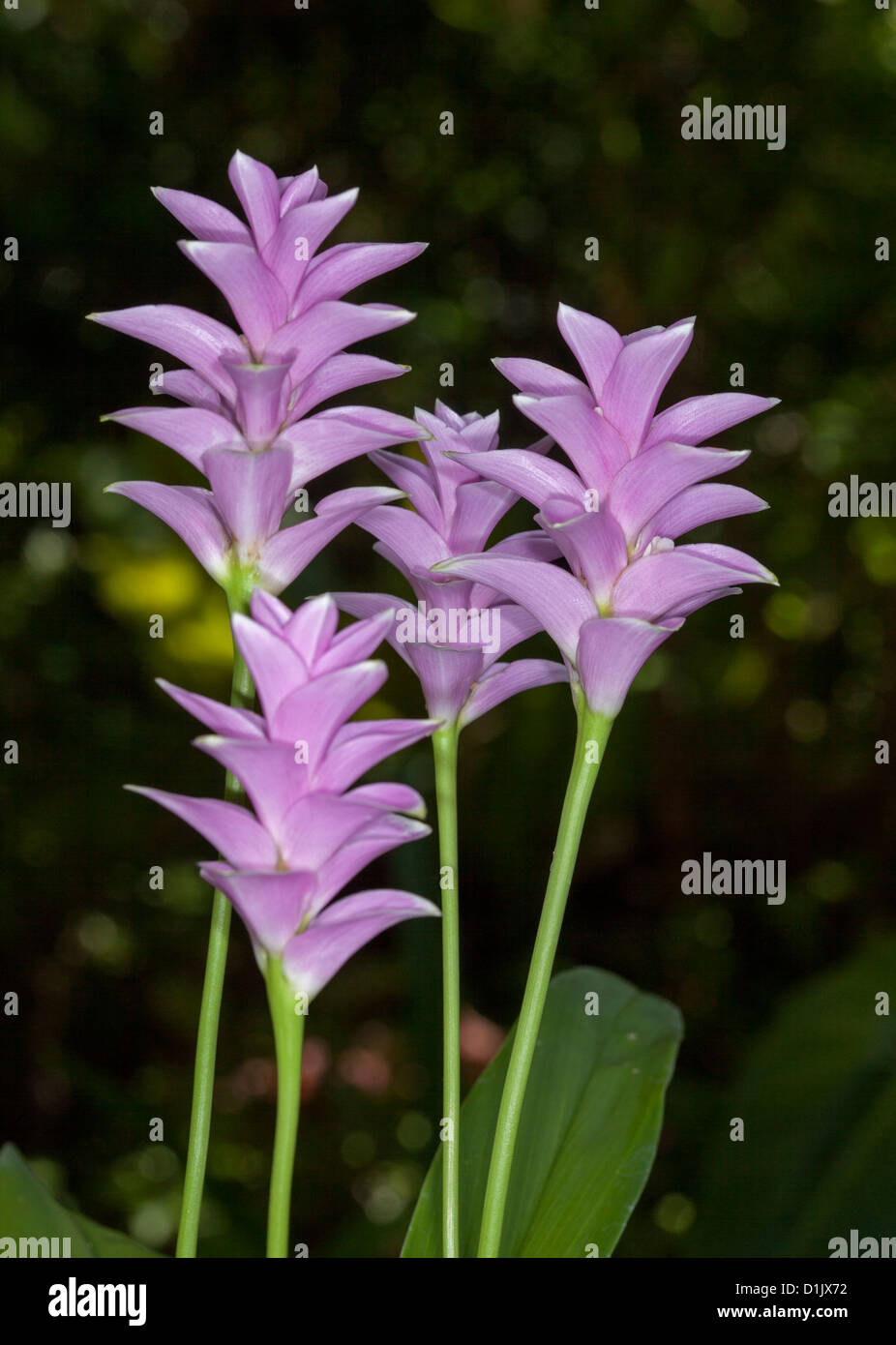 Cluster of pink flowers of Curcuma sparganifolia 'Pink Pearl' - tropical flowering plant, ornamental ginger on dark background Stock Photo