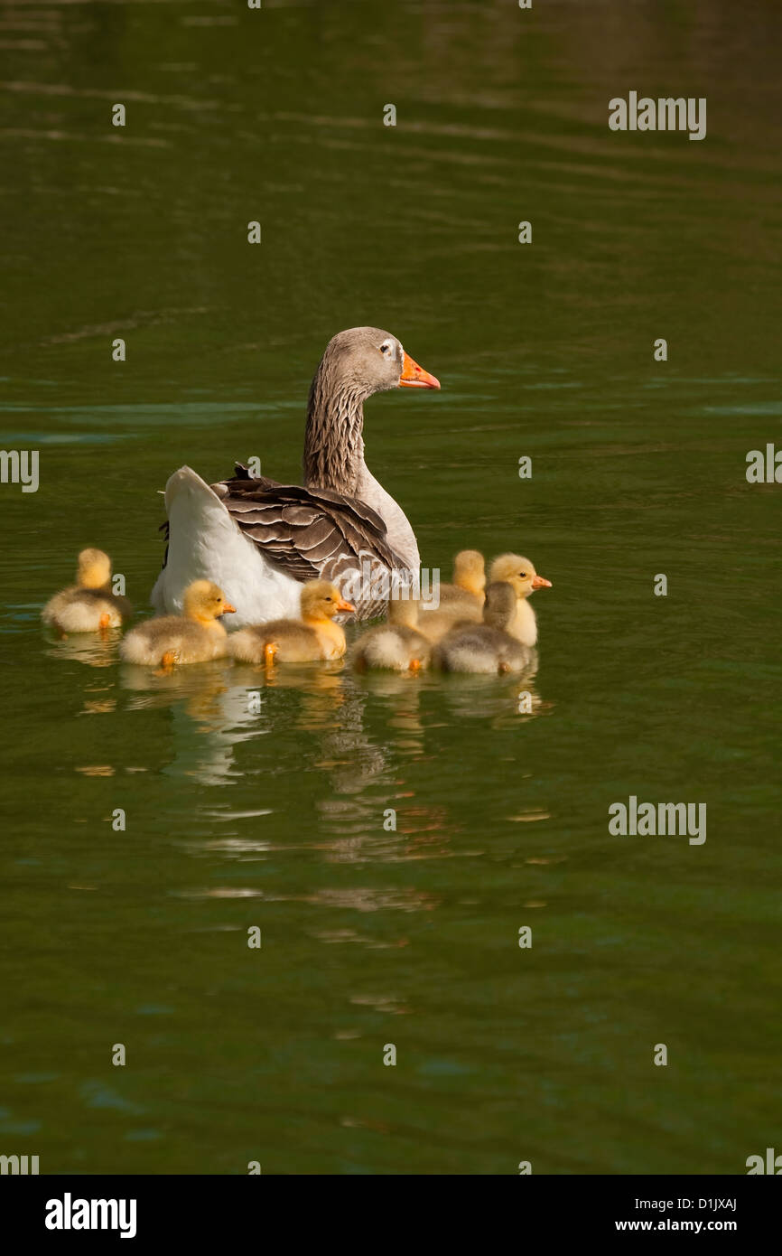 A proud mother with her babies Stock Photo