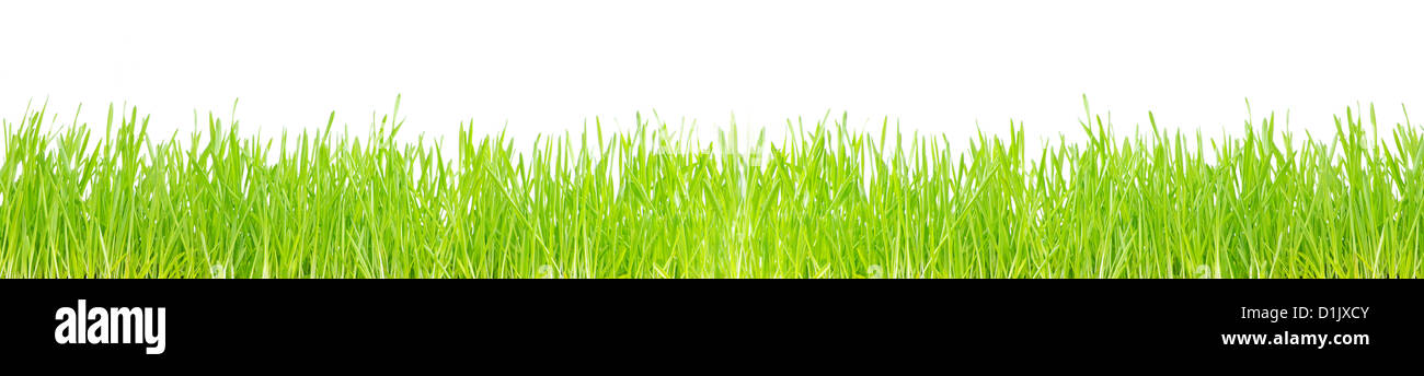Green grass isolated on white background Stock Photo - Alamy