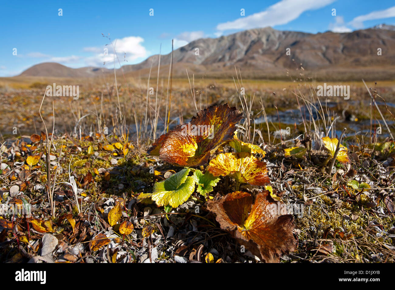Tundra plants. Denali National Park. Alaska. USA Stock Photo Alamy