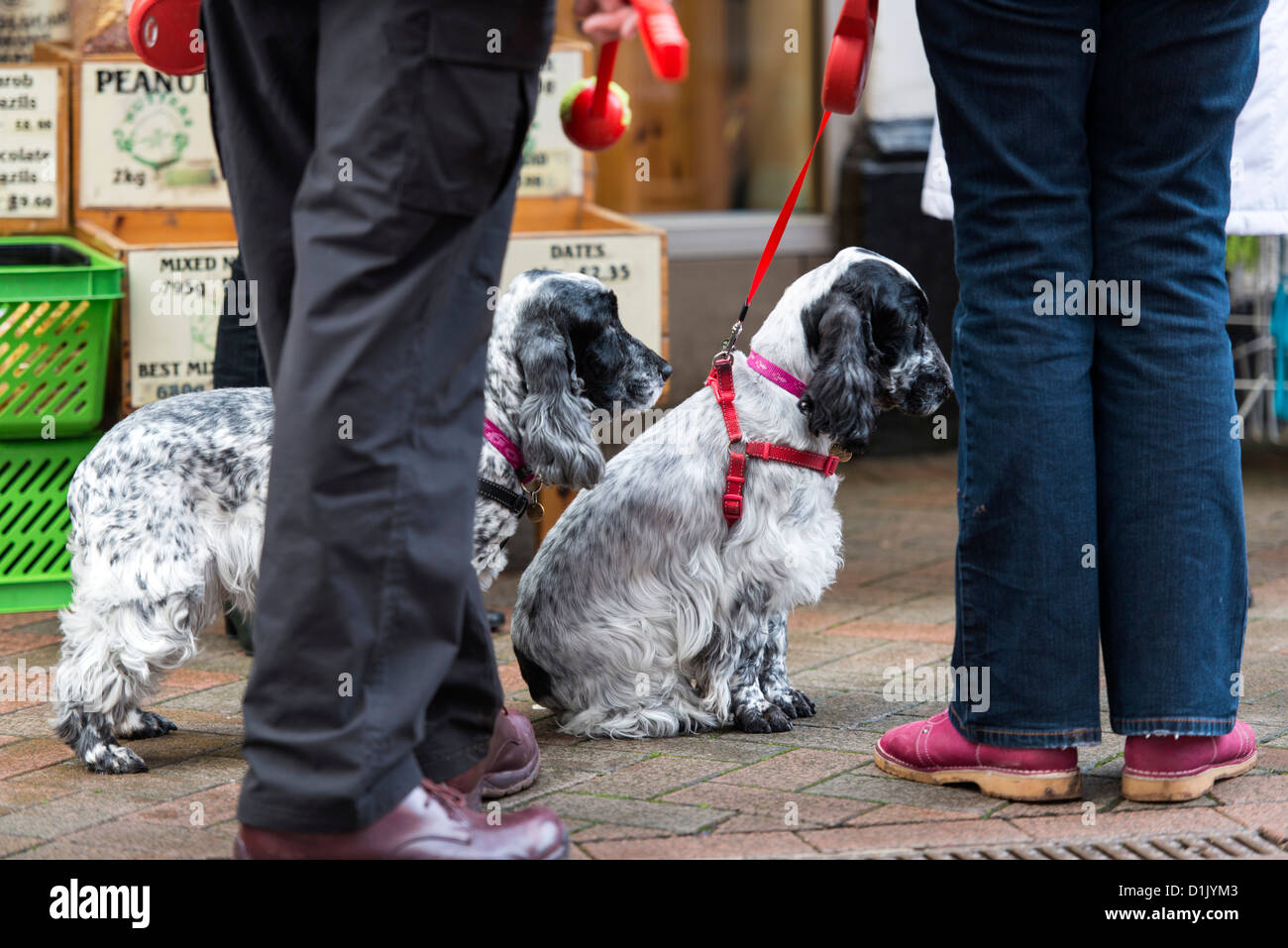 Teignmouth, Devon, England. December 24th 2012. Two Cocker Spaniels with their owners legs meeting in the town centre. Stock Photo