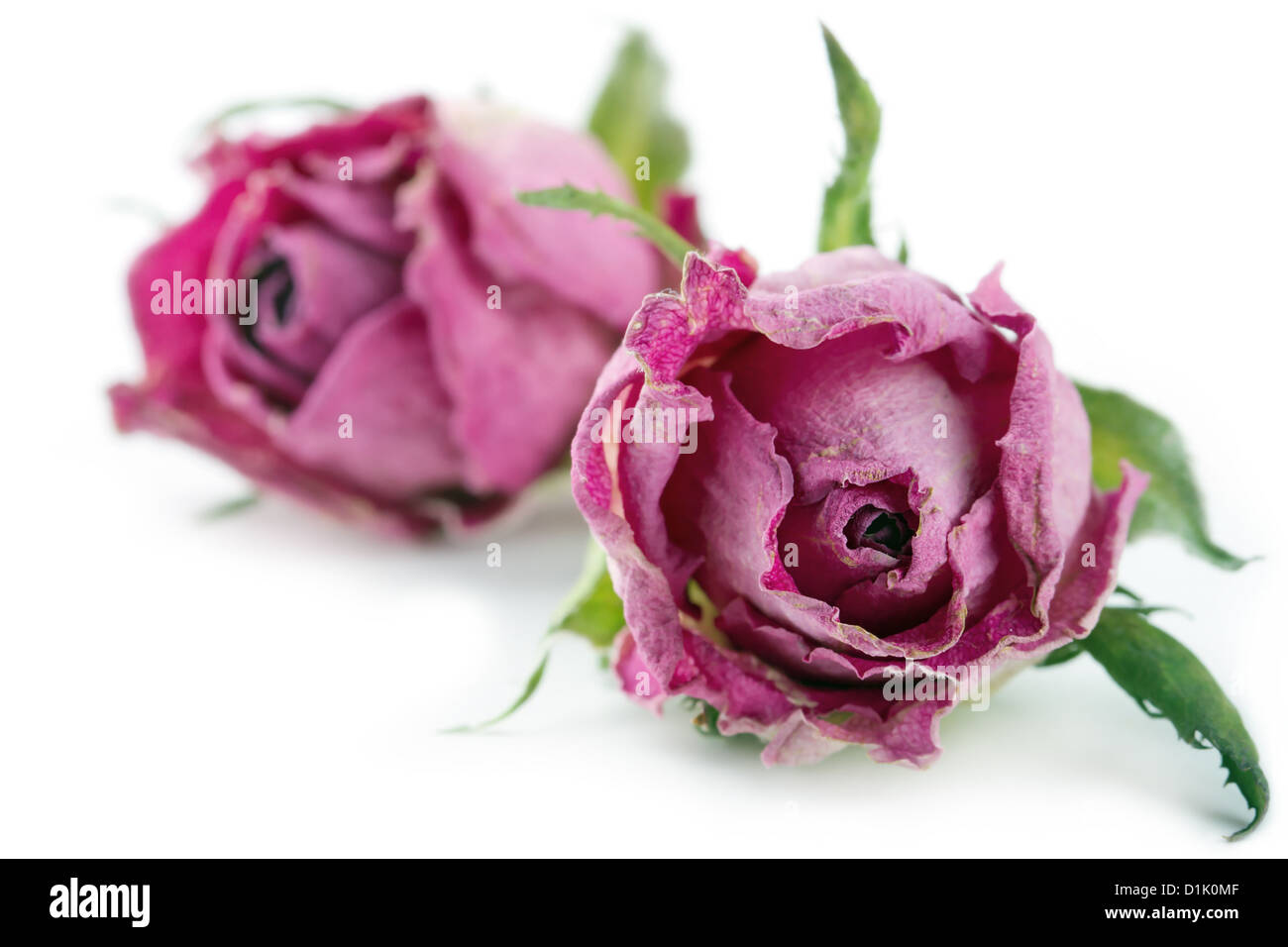 Dried pink roses isolated on white background with shadows Stock Photo