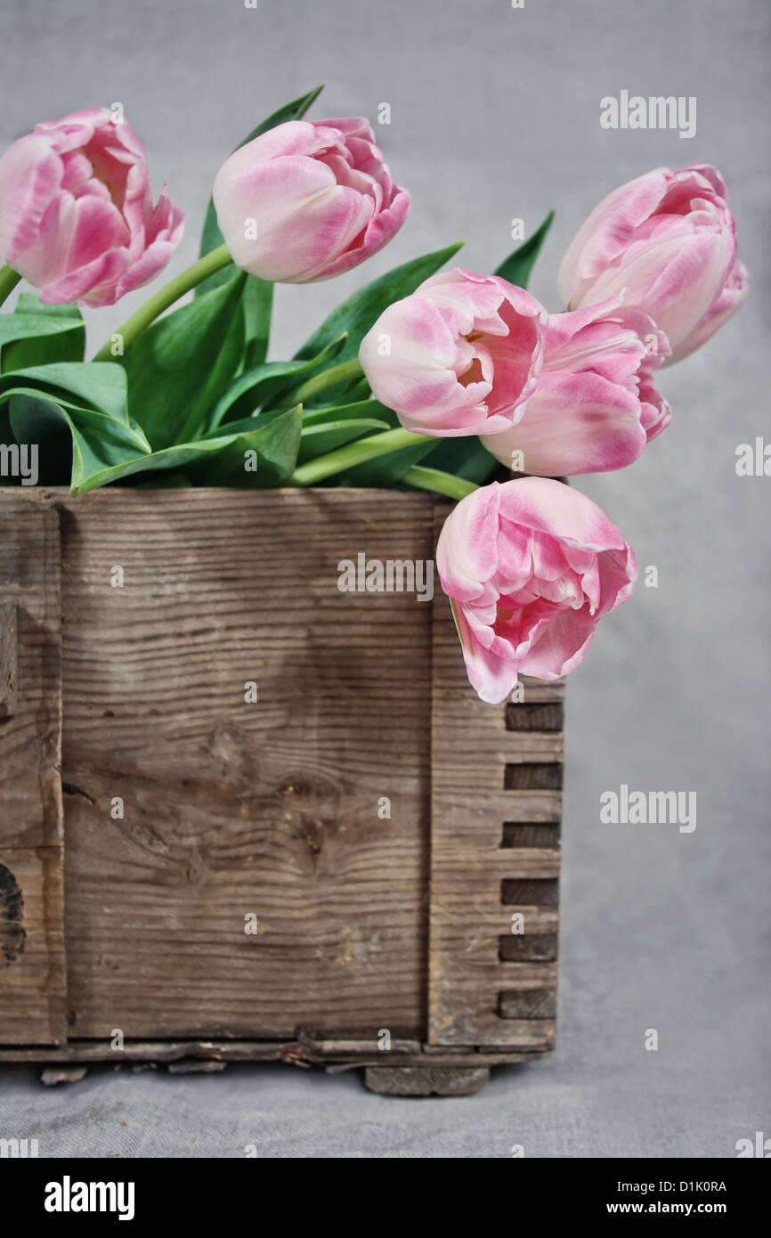 Pink tulips in a rustic wooden box with vintage faded editing Stock ...