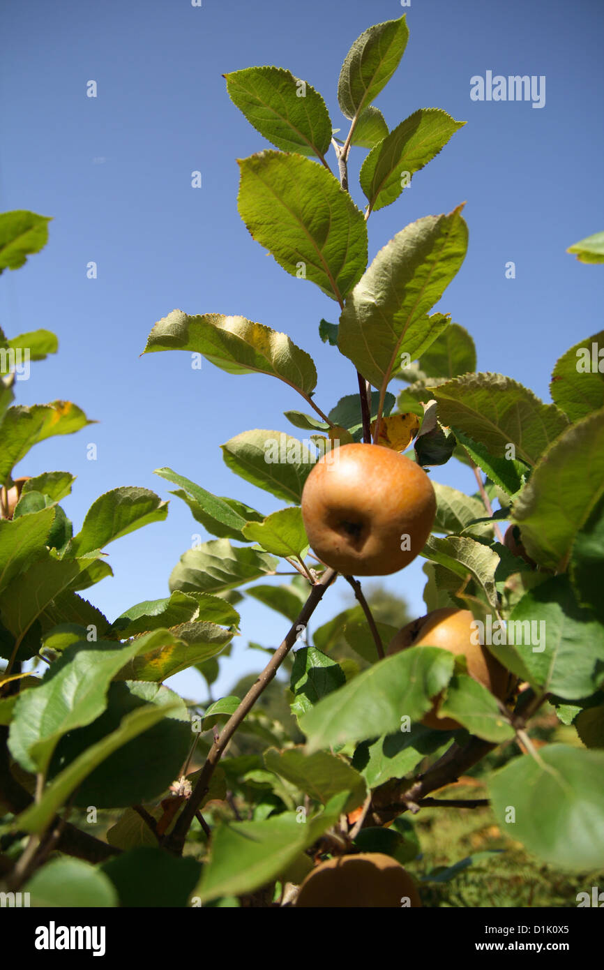 close-up of a fruit tree Stock Photo - Alamy