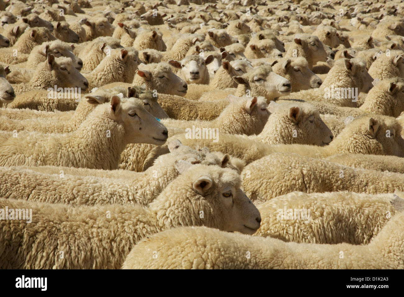 New zealand sheep farming in new zealand agriculture hires stock