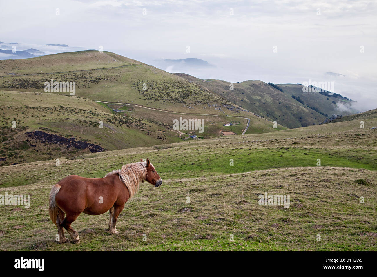 brown horse (pony) standing, looking at the foggy valleys, part of the landscape of the Pyrenees Mountains. Stock Photo