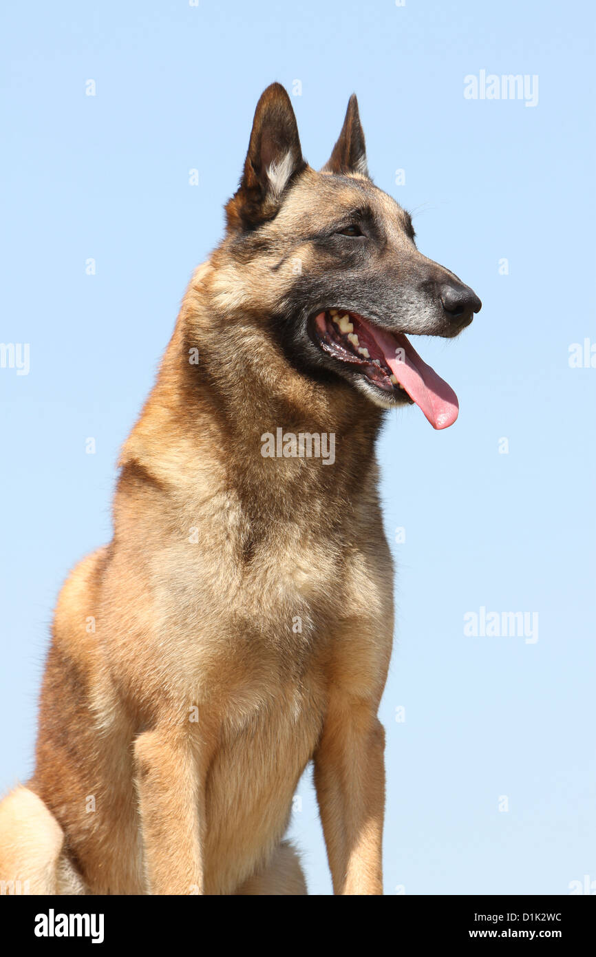Dog Belgian shepherd Malinois adult portrait profile Stock Photo