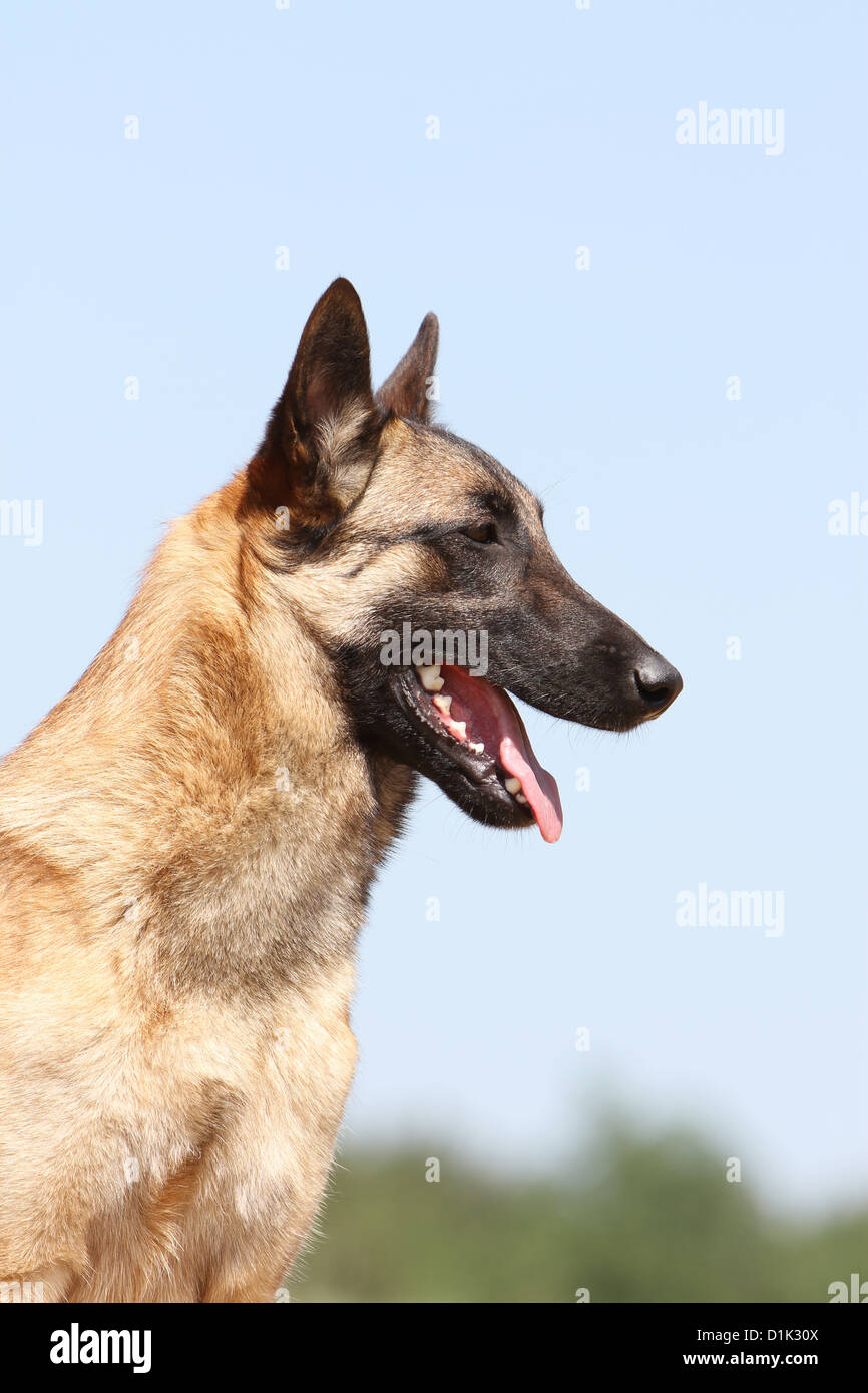 Dog Belgian shepherd Malinois adult portrait profile Stock Photo
