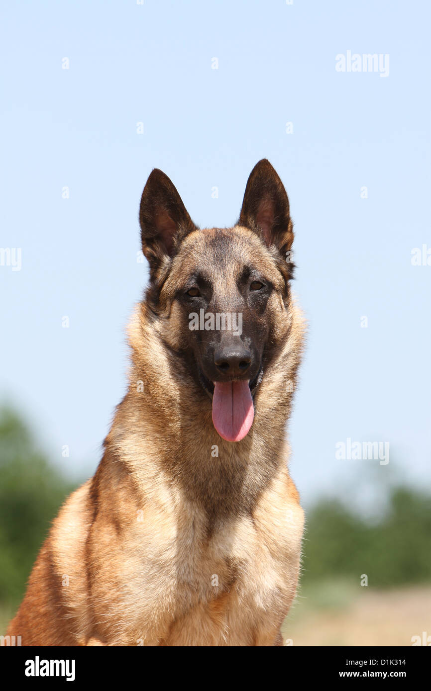 Dog Belgian shepherd Malinois adult portrait face Stock Photo