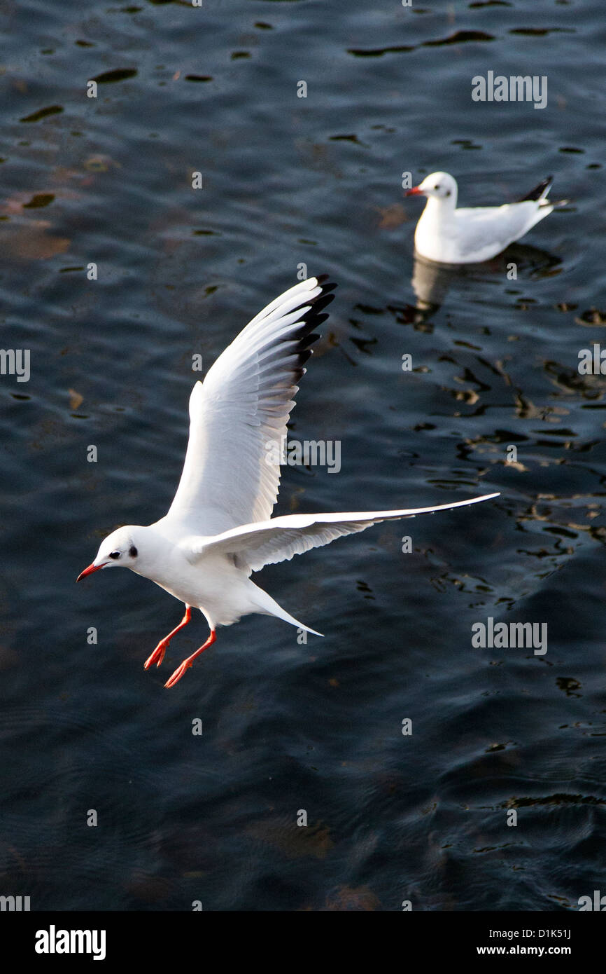 Black-headed gull in winter plumage in flight at Victoria Park, Tower Hamlets, London, England, UK. Stock Photo