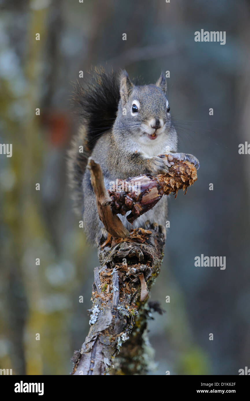 Red squirrel and nuts hires stock photography and images Alamy