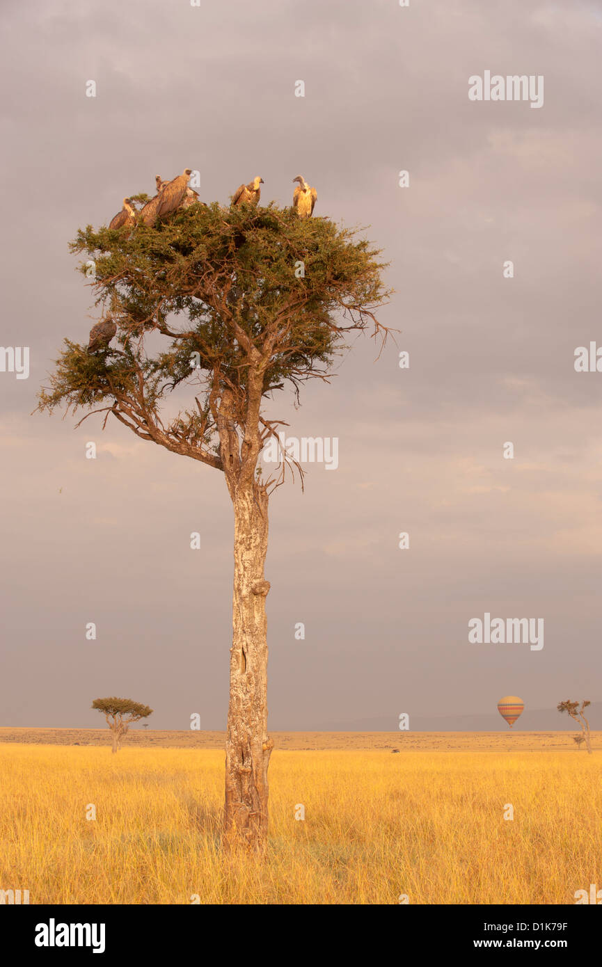 Balanites tree Stock Photo