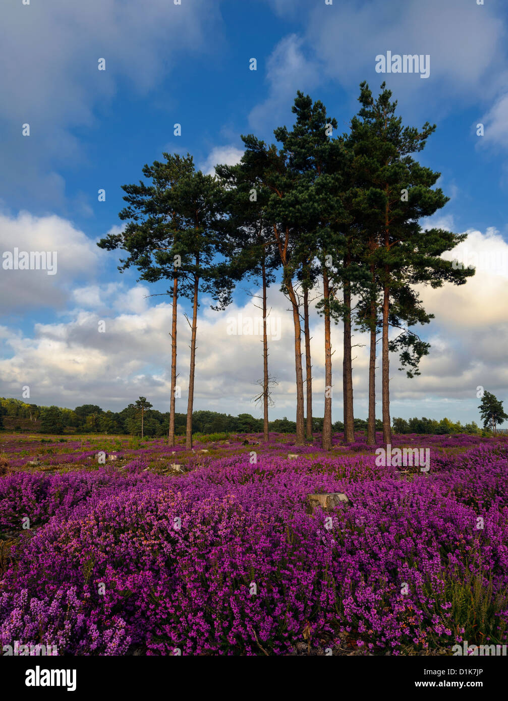 Scots Pine trees and bell heather (Erica cinerea) in bloom at Arne in Dorset. Stock Photo