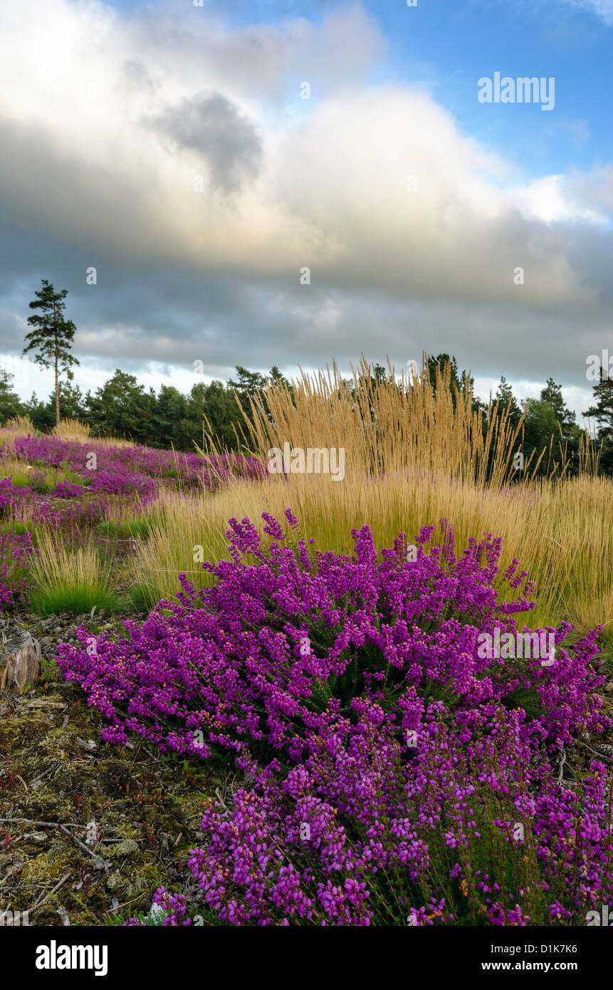 Bell heather and grasses on heathland at Arne in Dorset Stock Photo