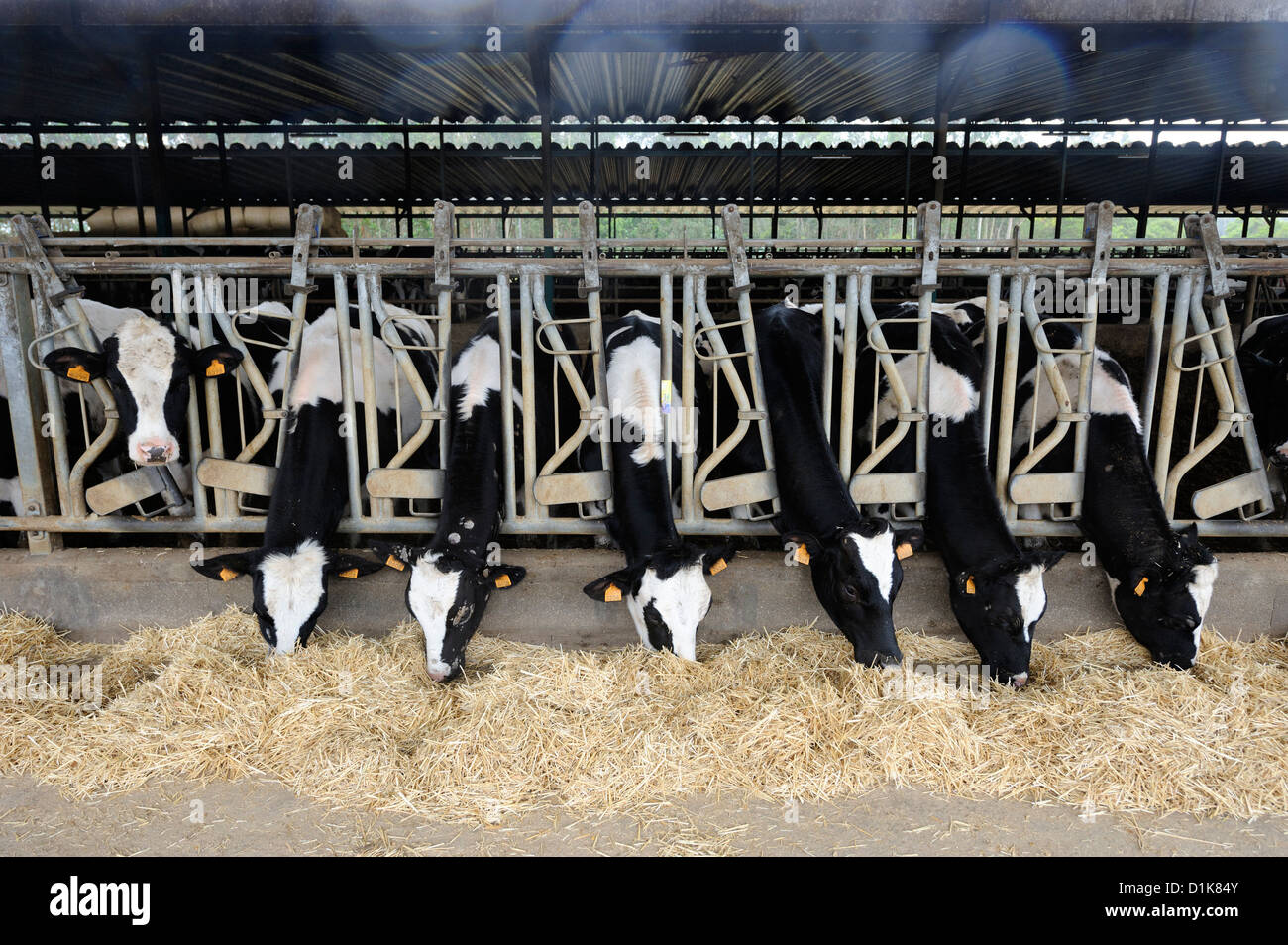 Dairy farm with rows of cows at feeding time Stock Photo Alamy