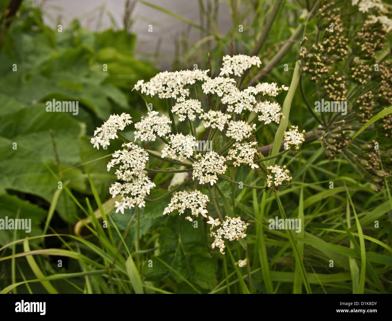 Wild celery hires stock photography and images Alamy