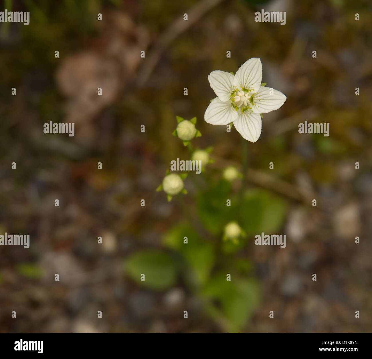 Star-shaped flower, Alaska Stock Photo