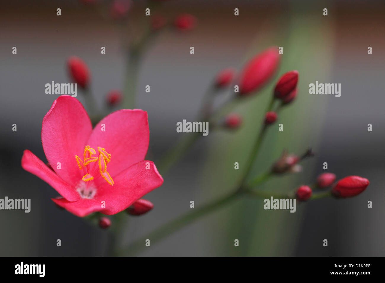 Up close of a flower hi-res stock photography and images - Alamy