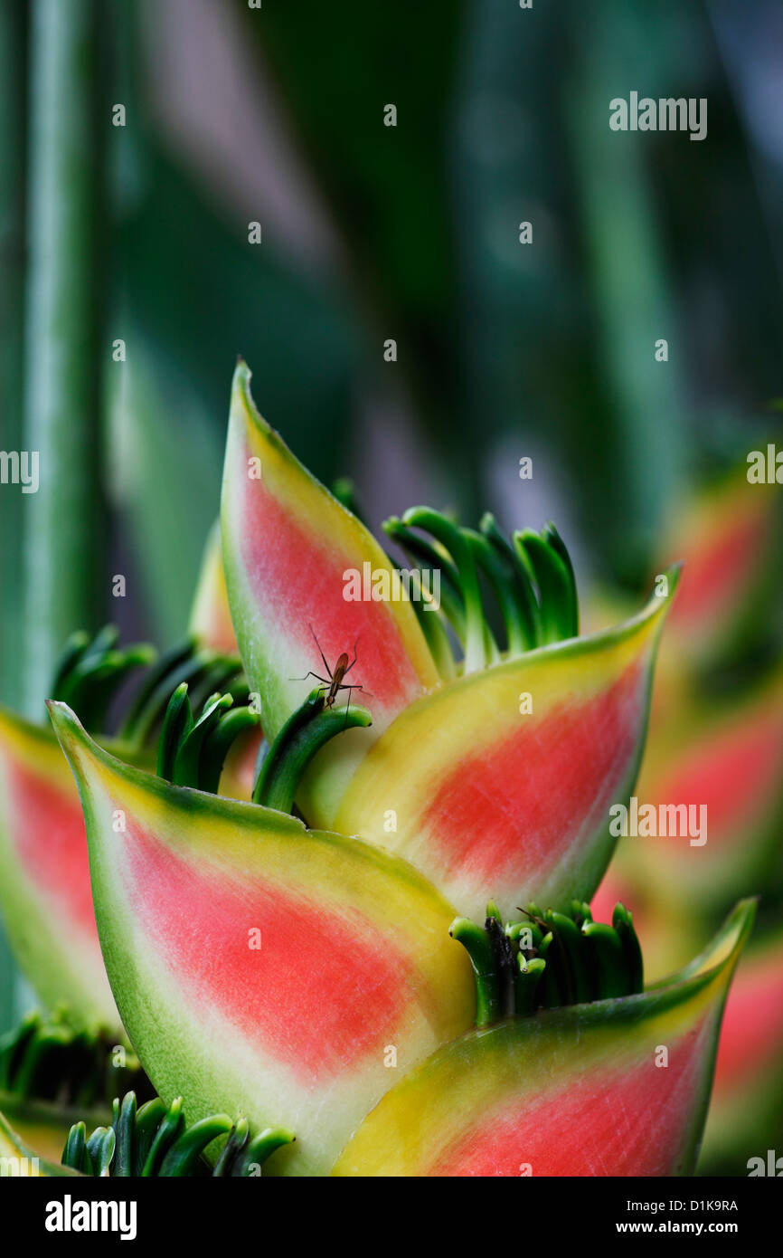 Close up of a bug on a Bird of Paradise flower. Stock Photo